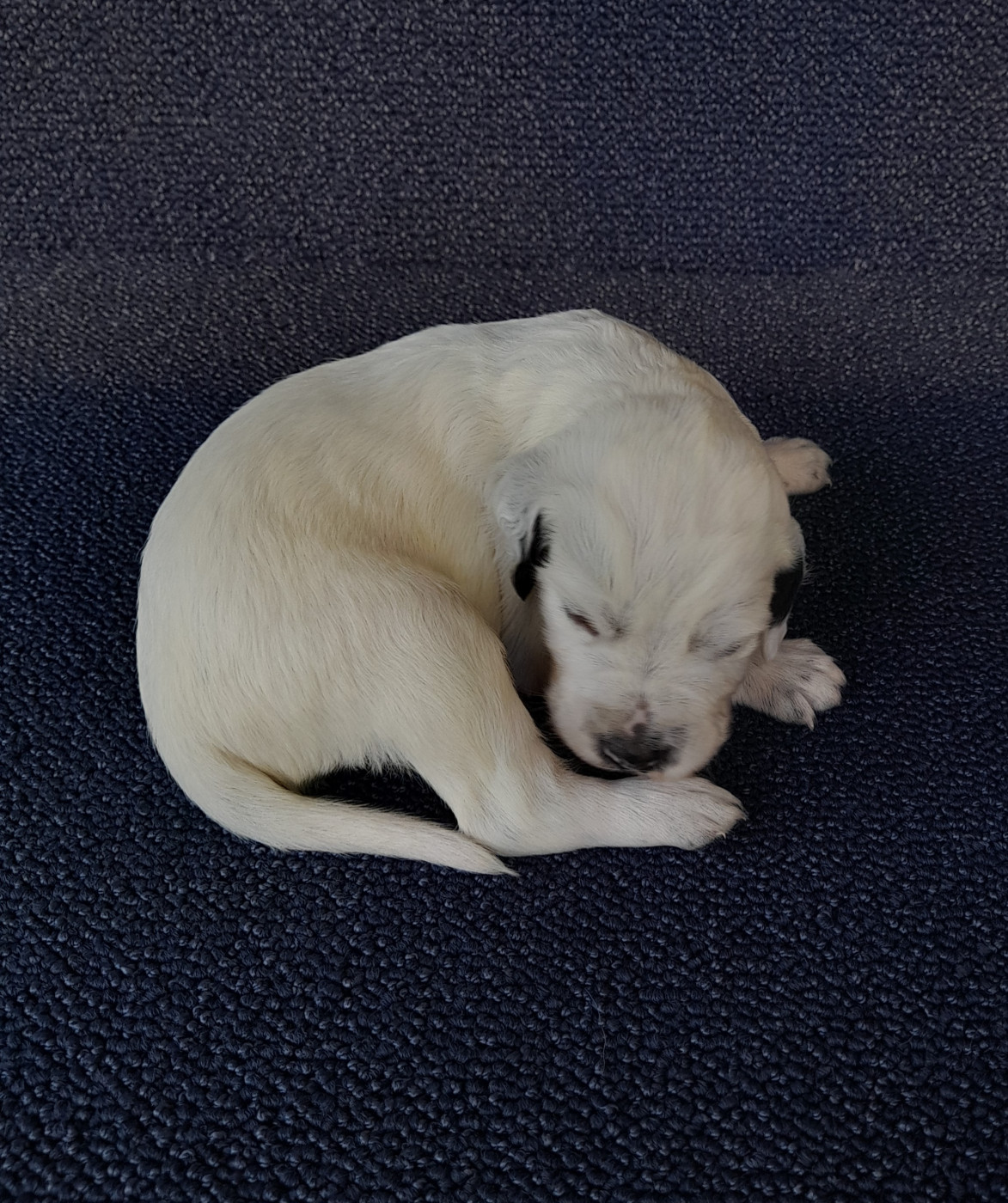 De La Riottière - Chiots disponibles - Setter Anglais