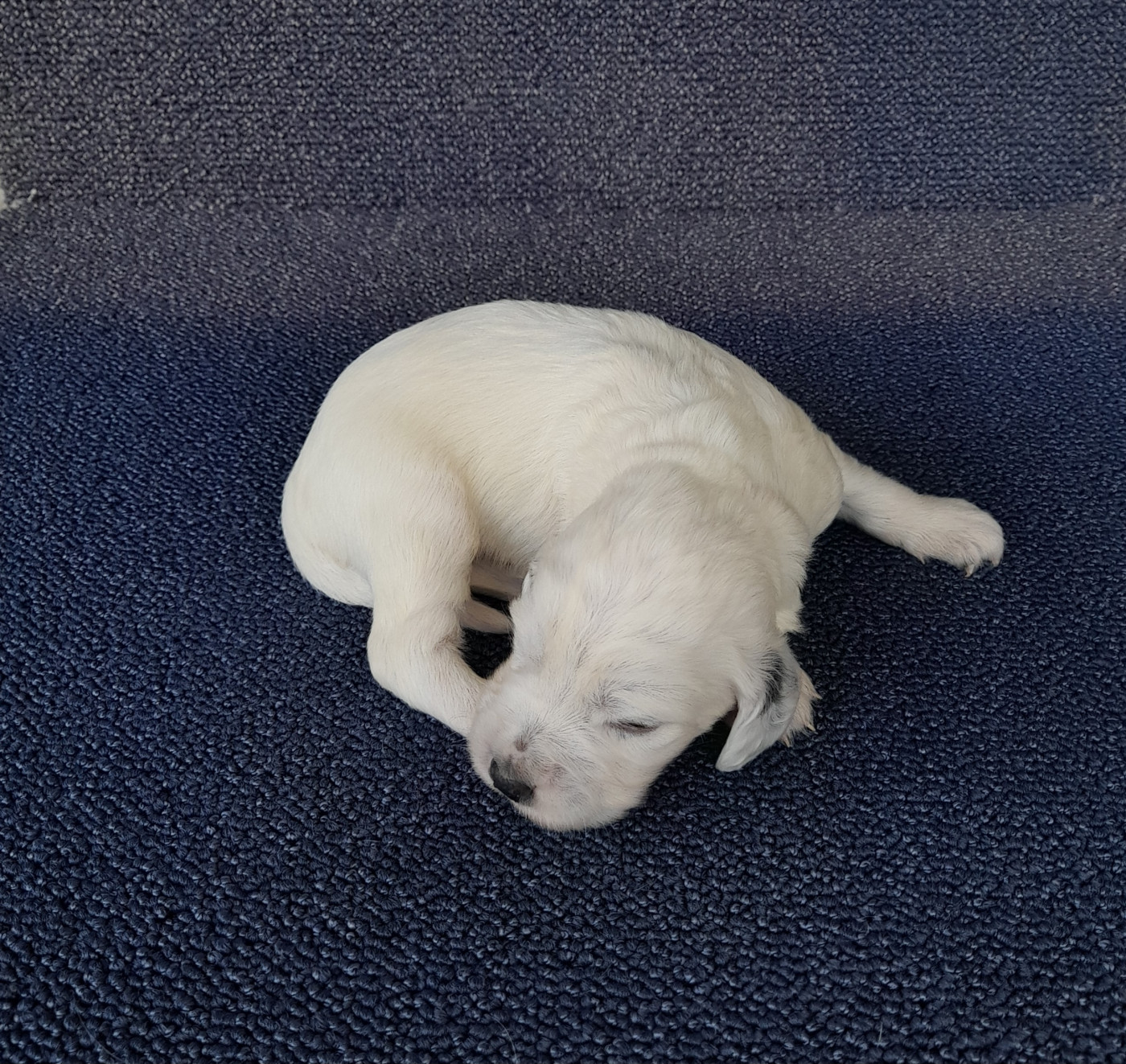 De La Riottière - Chiots disponibles - Setter Anglais